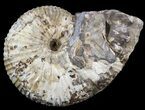 Hoploscaphites Ammonite Fossil - Montana #43665-1